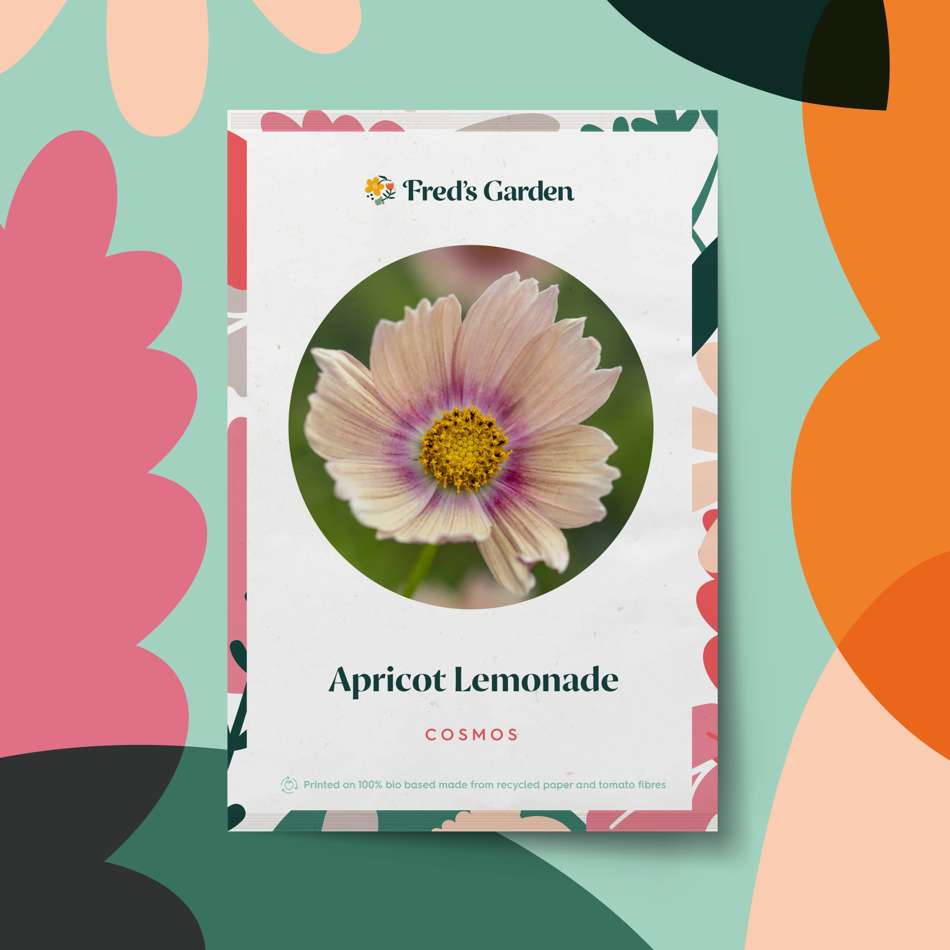 Cosmos 'Apricot Lemonade' (frö)